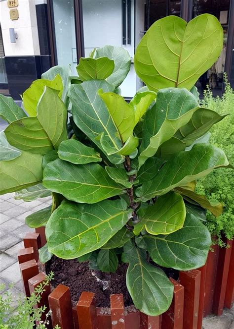 琴葉榕修剪|【養養養花花花】學會琴葉榕修剪的2種方法，讓它變。